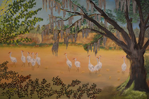 Payne's Prairie Whooping Cranes